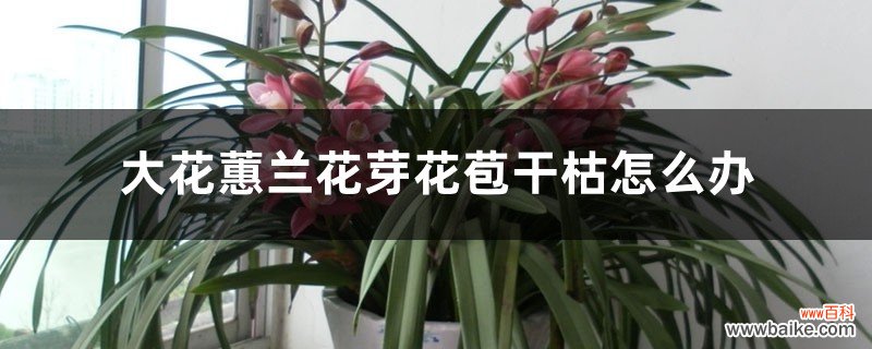 大花蕙兰花芽花苞干枯怎么办，花苞期怎么养护