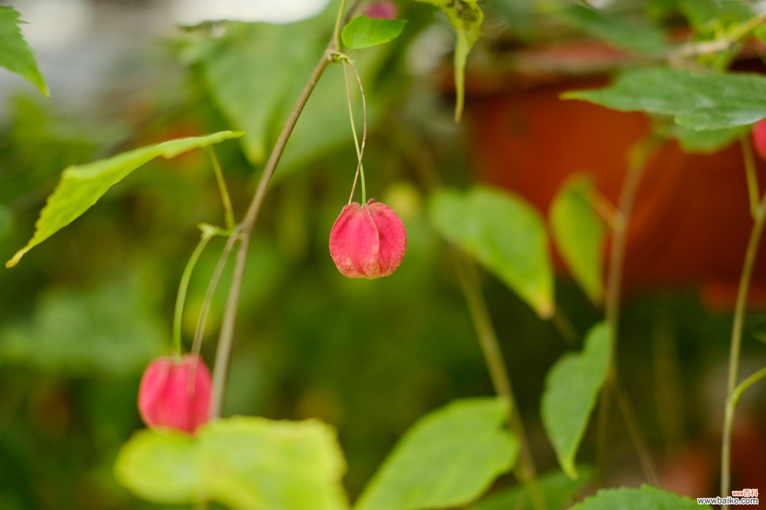 蔓性风铃花如何过冬，会冻死吗