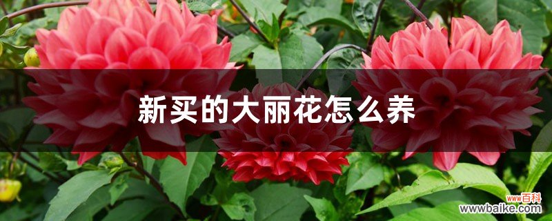 新买的大丽花怎么养