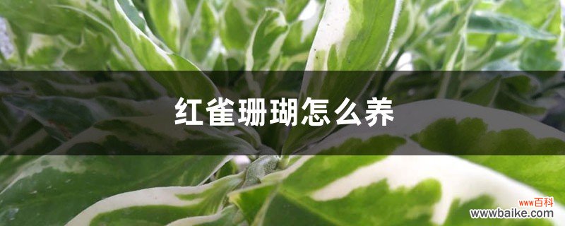 红雀珊瑚怎么养，如何修剪