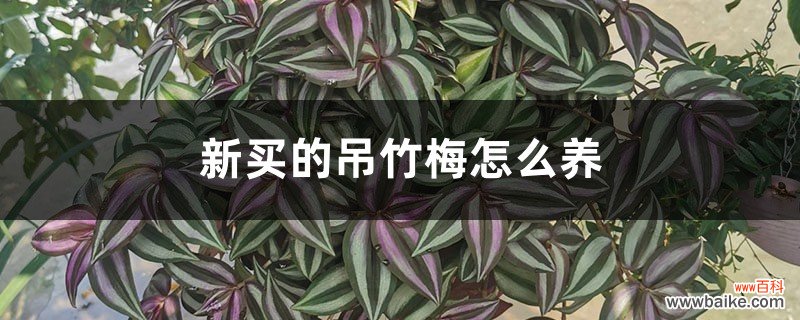 新买的吊竹梅怎么养