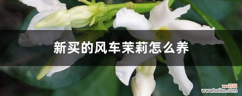 新买的风车茉莉怎么养