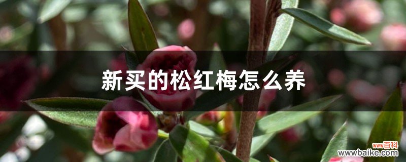 新买的松红梅怎么养