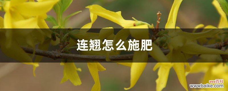 连翘怎么施肥，小苗移植要施肥吗