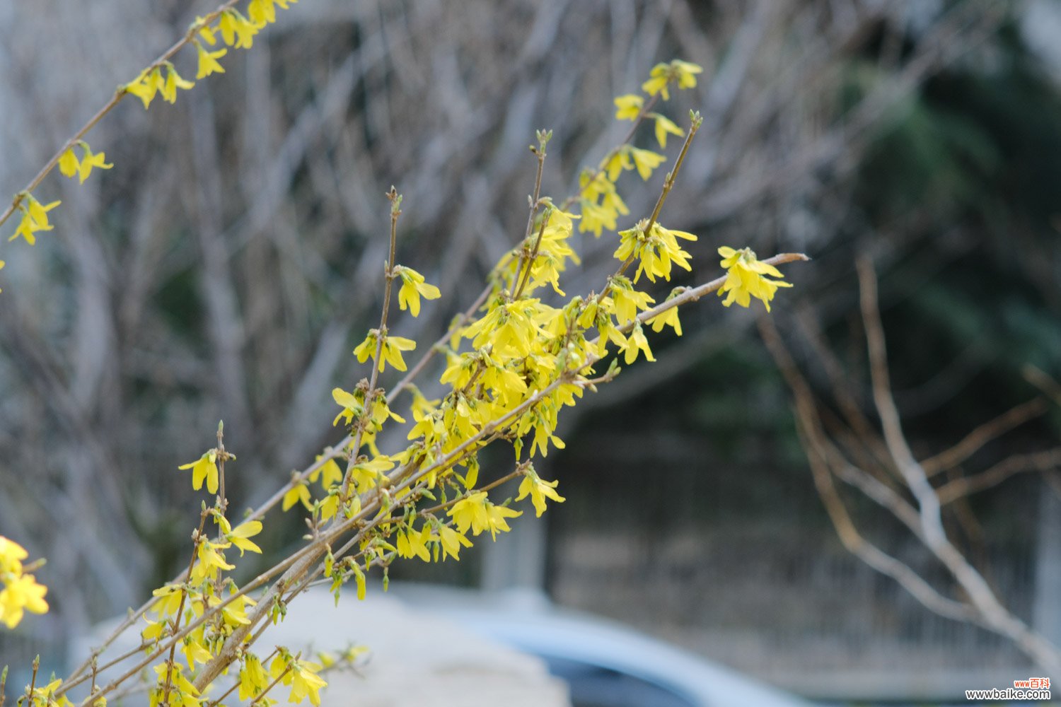 连翘开花不结果怎么办，不开花是什么原因