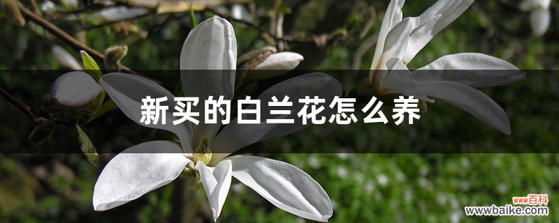 新买的白兰花怎么养