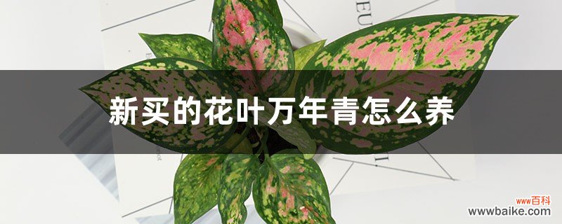 新买的花叶万年青怎么养