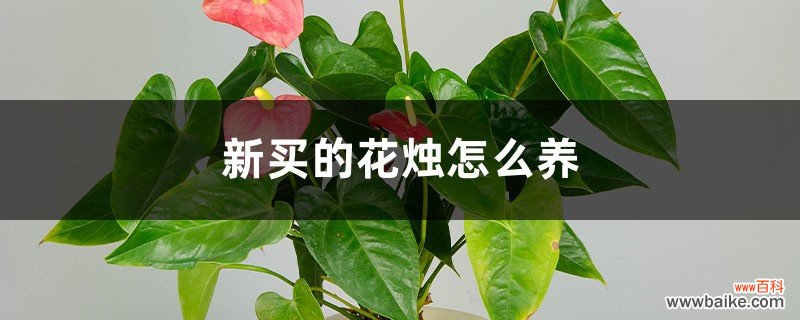 新买的花烛怎么养