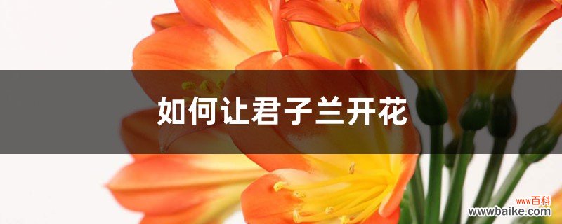 如何让君子兰开花