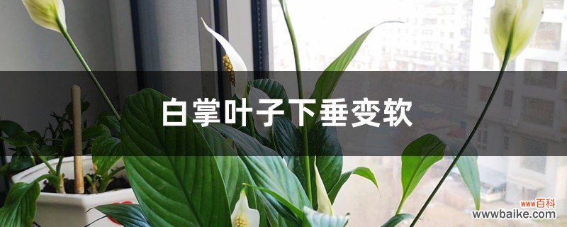 白掌叶子下垂变软怎么办