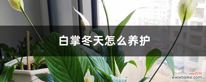 白掌冬天怎么养护