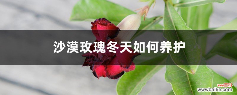 沙漠玫瑰冬天如何养护