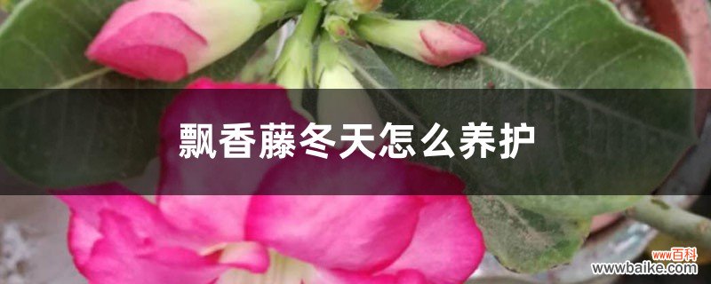 飘香藤冬天怎么养护，能换盆吗