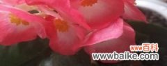 四季海棠花的扦插方法