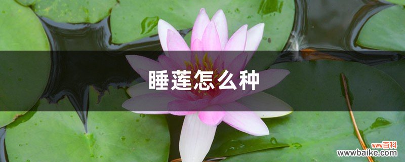 睡莲怎么种，可以全水养吗