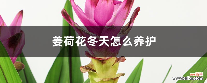 姜荷花冬天怎么养护