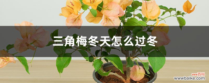 三角梅冬天怎么过冬