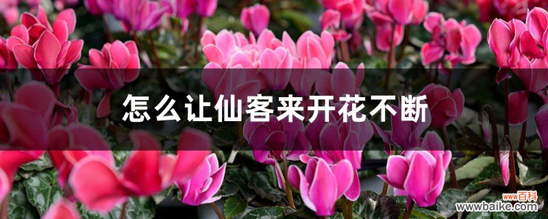 怎么让仙客来开花不断，开花后怎么处理