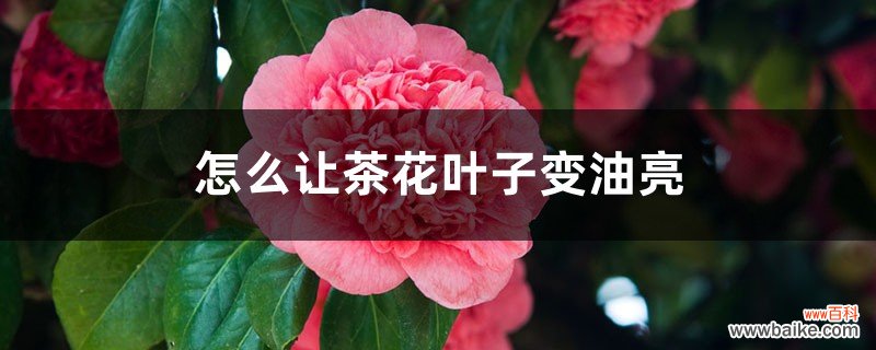 怎么让茶花叶子变油亮，可以喷啤酒吗