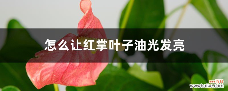 怎么让红掌叶子油光发亮，发黄怎么补救