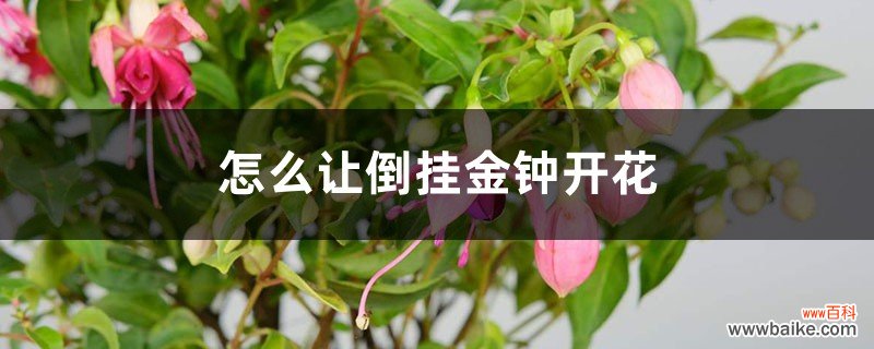 怎么让倒挂金钟开花，开完花怎么办