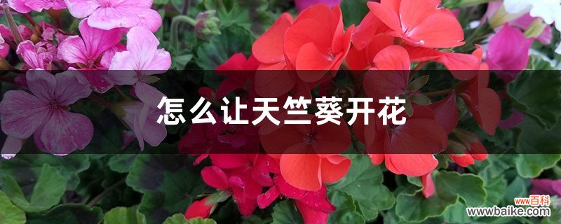 怎么让天竺葵开花，花期怎么养护