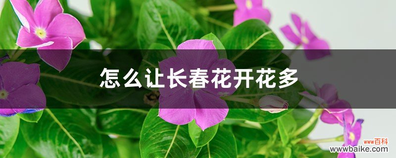 怎么让长春花开花多，开花后怎么修剪