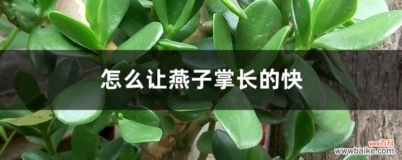 怎么让燕子掌长的快，长得粗壮