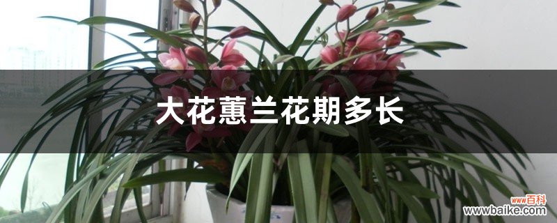 大花蕙兰花期多长，花期怎么养护