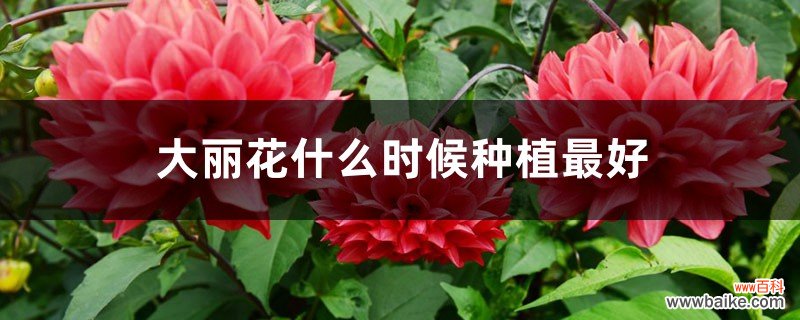 大丽花什么时候种植最好，怎么种植