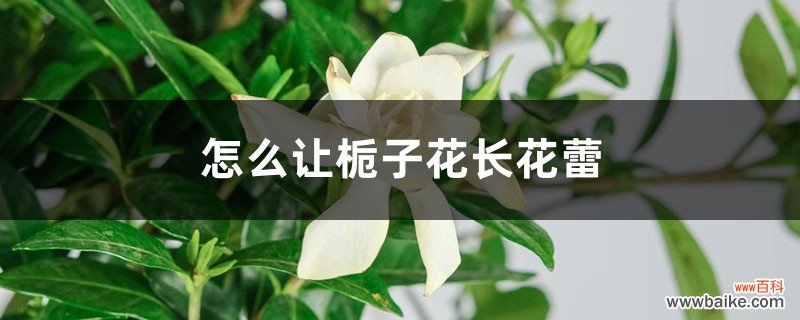 怎么让栀子花长花蕾，有花蕾后怎么养