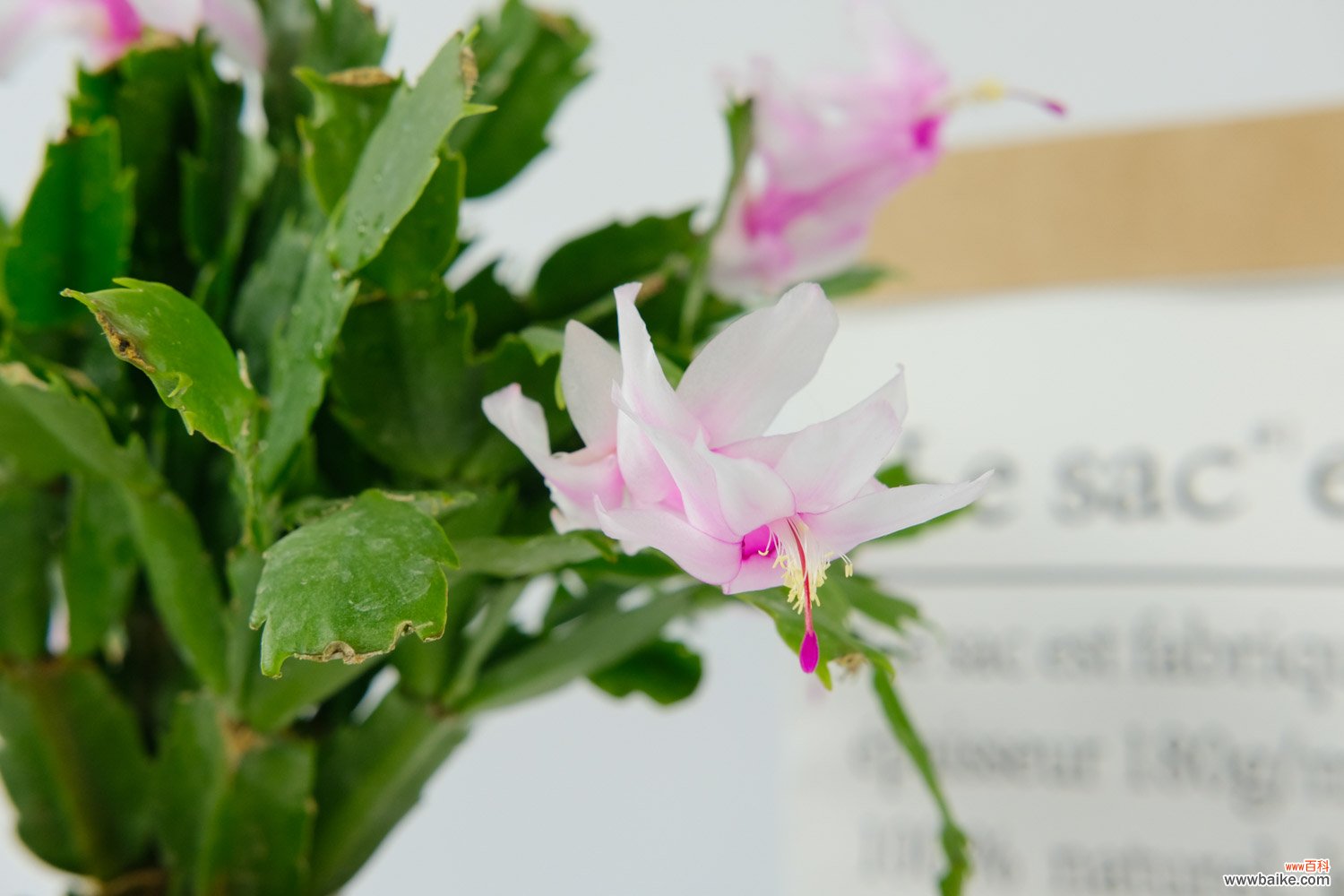 如何给蟹爪兰催花蕾，催花用什么肥