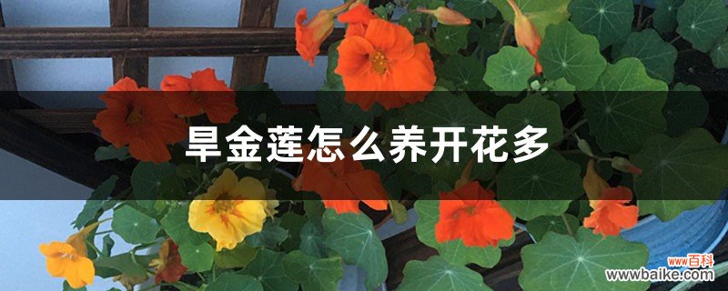 旱金莲怎么养开花多，如何养爆盆