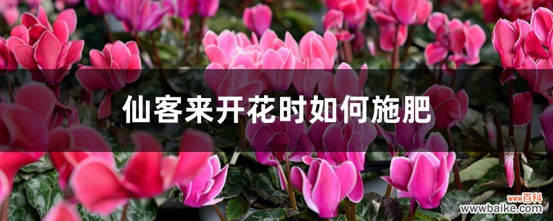 仙客来开花时如何施肥，开花后的处理