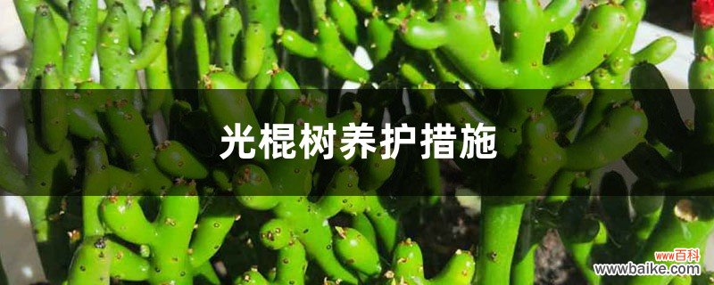 光棍树养护措施，对土壤的要求