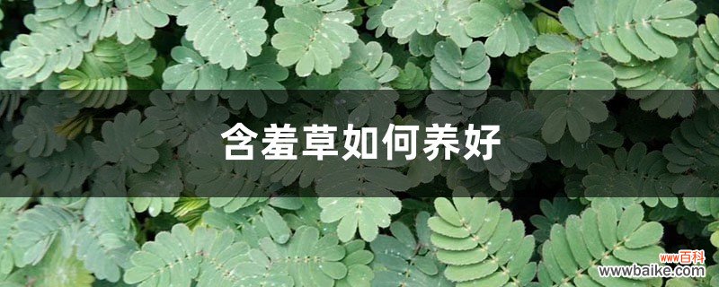 含羞草如何养好，会感染病虫害吗