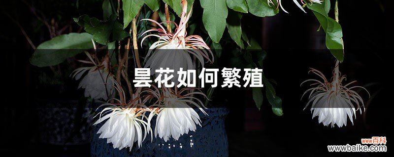 昙花如何繁殖，刚插下去的昙花什么时候浇水