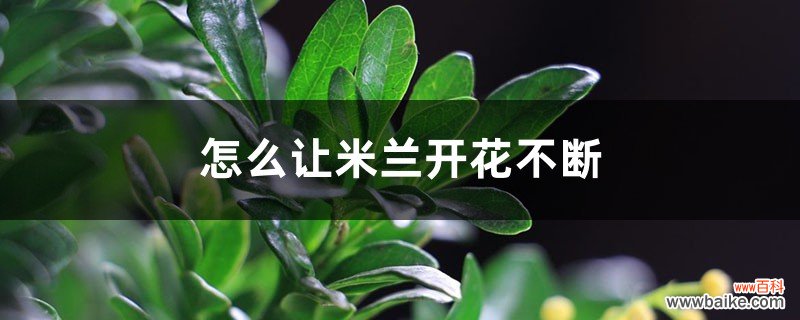 怎么让米兰开花不断，长花苞时能喷水吗