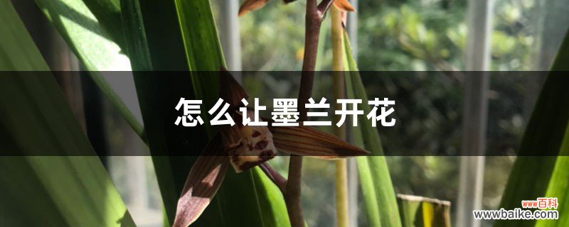 怎么让墨兰开花，开花期怎么养