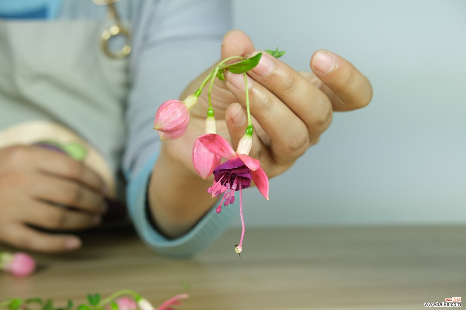 倒挂金钟冬天怎么维护，掉花苞怎么回事