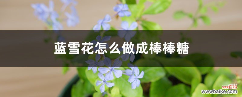 蓝雪花怎么做成棒棒糖，怎么养护