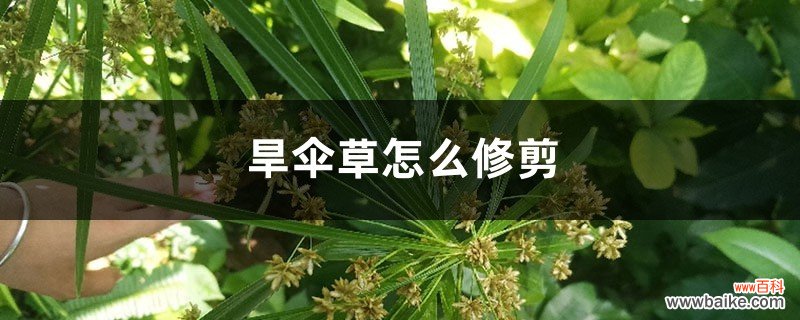 旱伞草怎么修剪，叶尖发黄怎么办