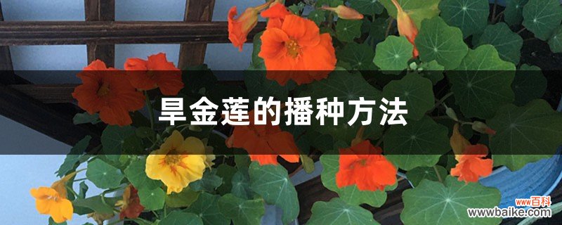 旱金莲的播种方法，如何催芽