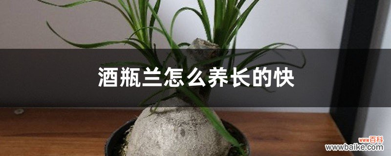 酒瓶兰怎么养长得快，家养能长多高