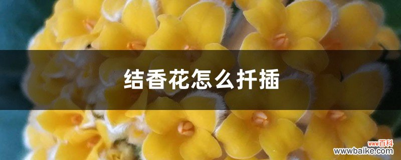 结香花怎么扦插，什么时候扦插