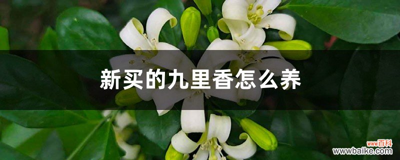 新买的九里香怎么养