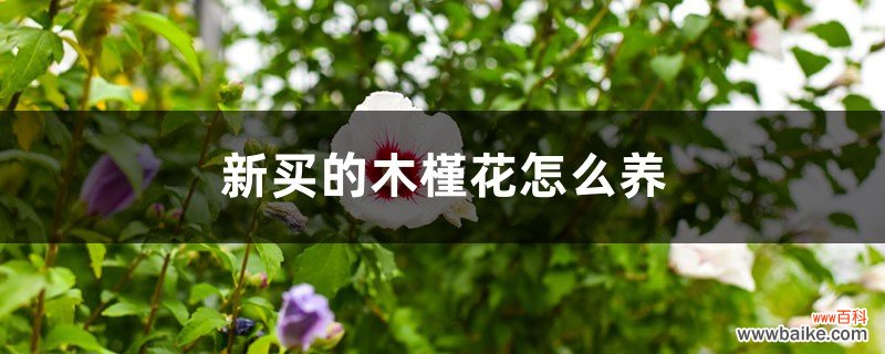 新买的木槿花怎么养