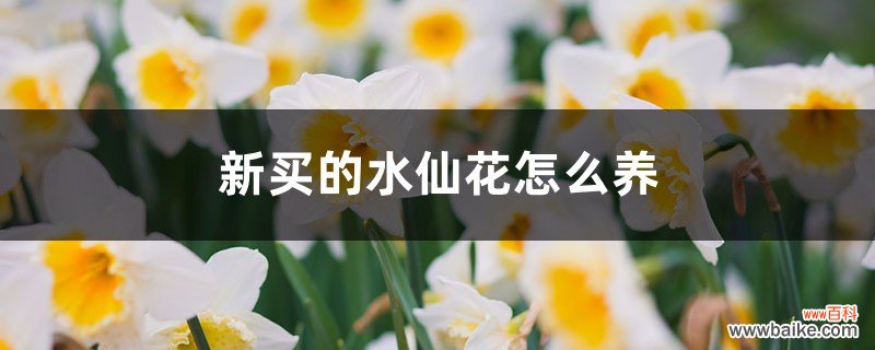 新买的水仙花怎么养