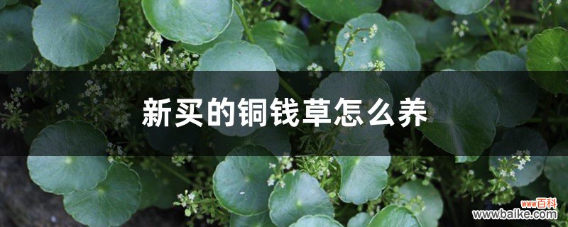 新买的铜钱草怎么养