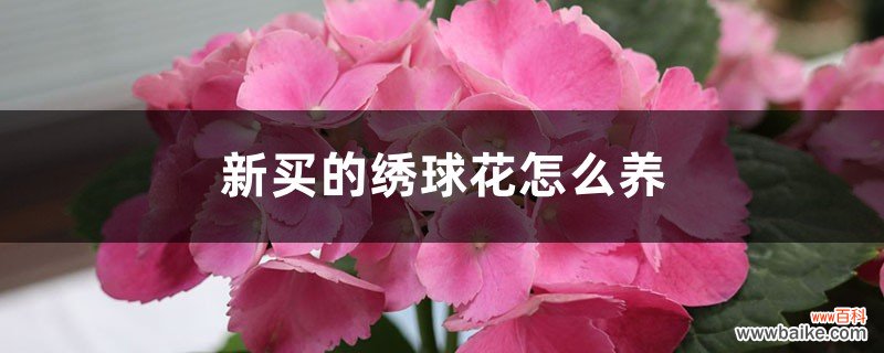 新买的绣球花怎么养